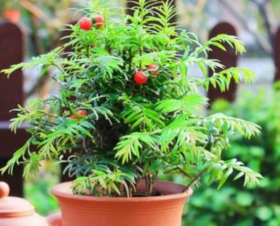 紅豆杉盆景冬天怎么養，教你五個好方法安然過冬