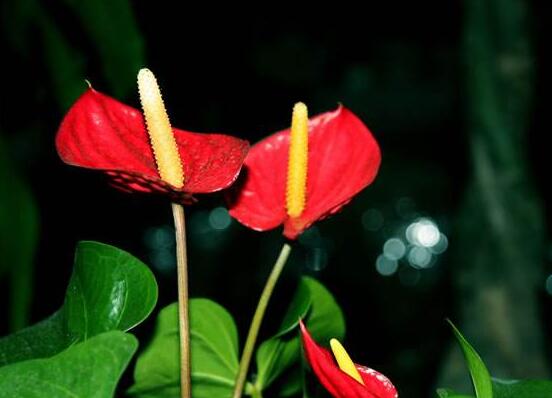 紅掌什么時候開花，一年四季均可開花