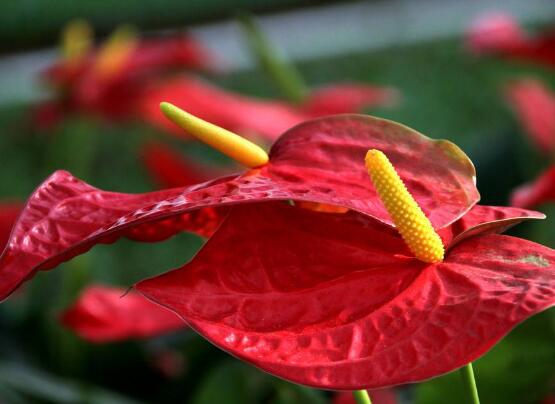 紅掌什么時候開花，一年四季均可開花