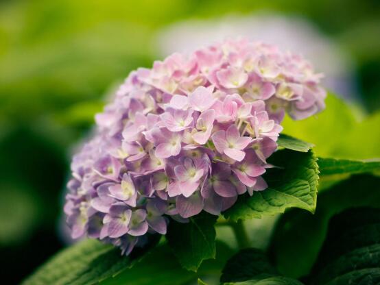 繡球花的花語和寓意，忠貞永恒、浪漫圓滿