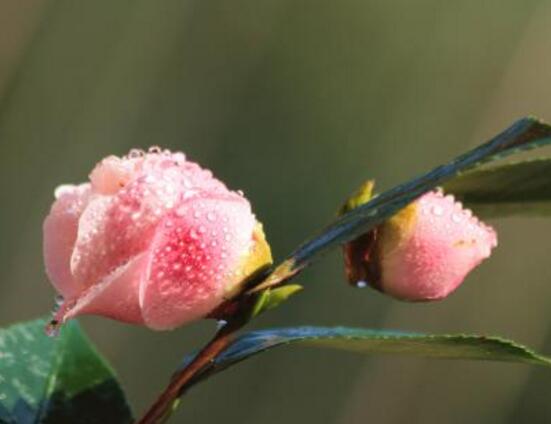 山茶花幾月開，十月始花、翌年5月份終花