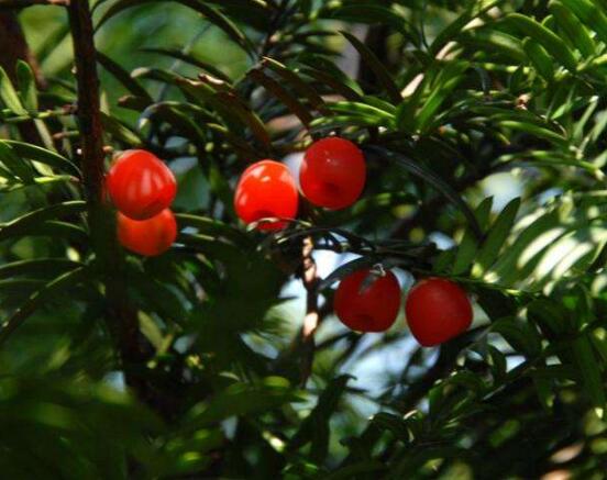 紅豆杉能在室內養嗎，美化家居環境、凈化空氣