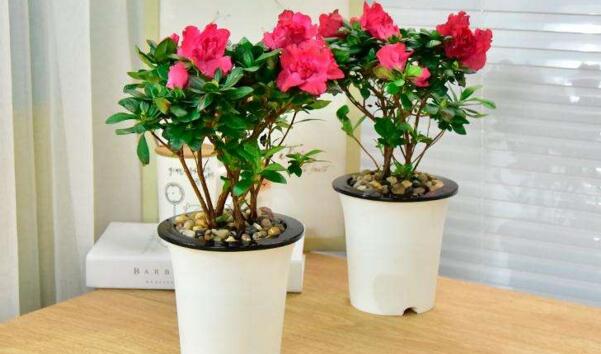 杜鵑花花期養護，需要注意的5個方面