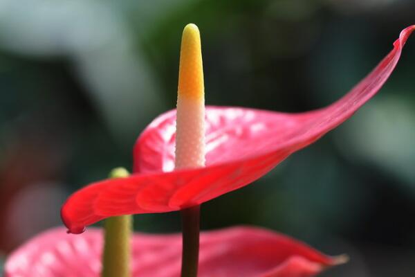 紅掌多長時間澆一次水，平均3-4天澆一次水