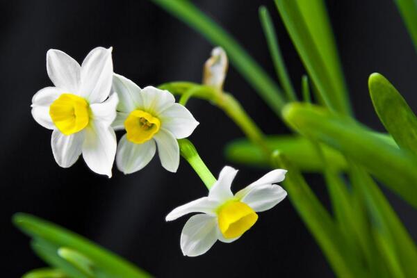 水仙花怎么延長花期，掌握以下五個方法