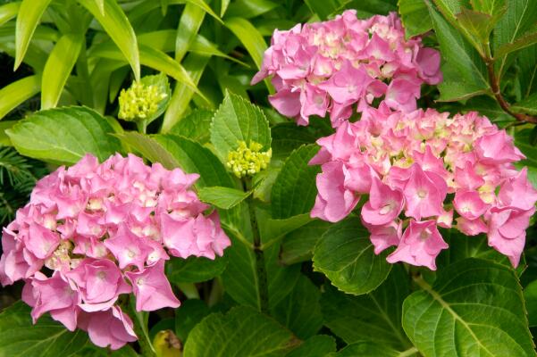 粉紅色繡球花語，表示浪漫與美滿