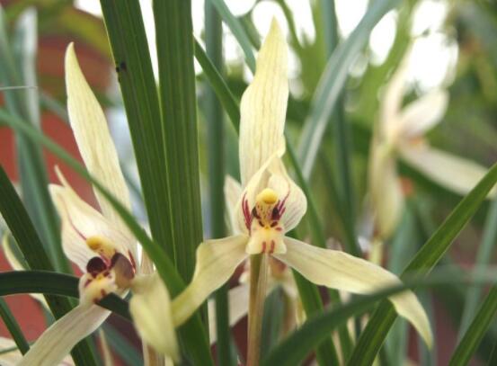 家里養蘭花有什么好處，凈化空氣、生津止渴，緩解疲勞