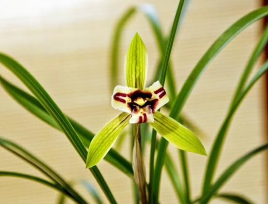 家里養蘭花有什么好處，凈化空氣、生津止渴，緩解疲勞