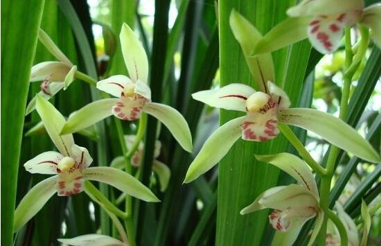 家里養蘭花有什么好處，凈化空氣、生津止渴，緩解疲勞