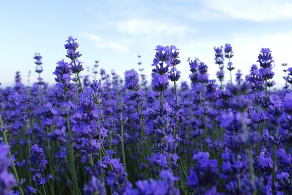 薰衣草花語圖片，薰衣草代表真愛