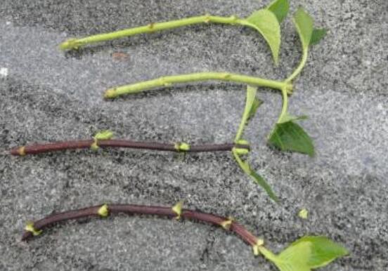 繡球花夏天可以扦插嗎，抑制生根、存活慢(不適宜)