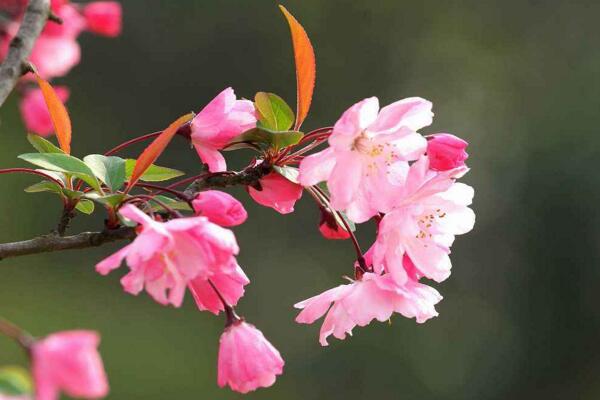 海棠花爛莖了怎么辦，爛莖原因以及解決方法