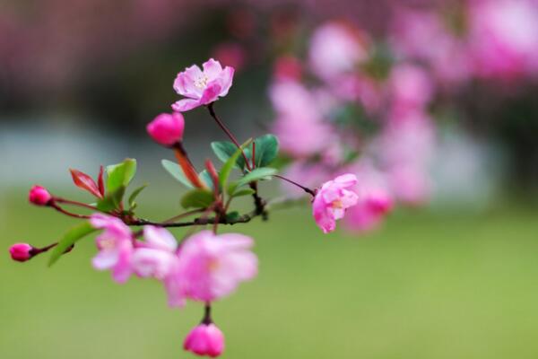 海棠花爛莖了怎么辦，爛莖原因以及解決方法