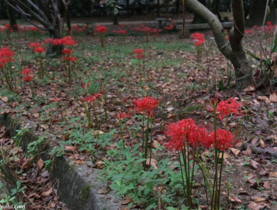 彼岸花怎么種植，老農總結七大種植方法