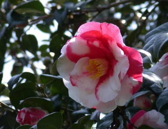 山茶花的花語是什么，代表著理想的愛、謙讓、可愛