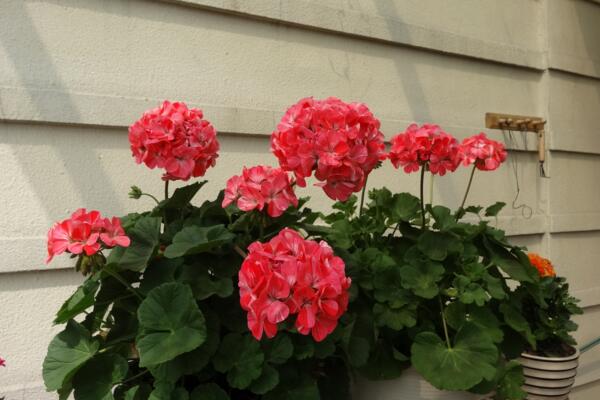 天竺葵一年開(kāi)幾次花，它的花期在5—7月