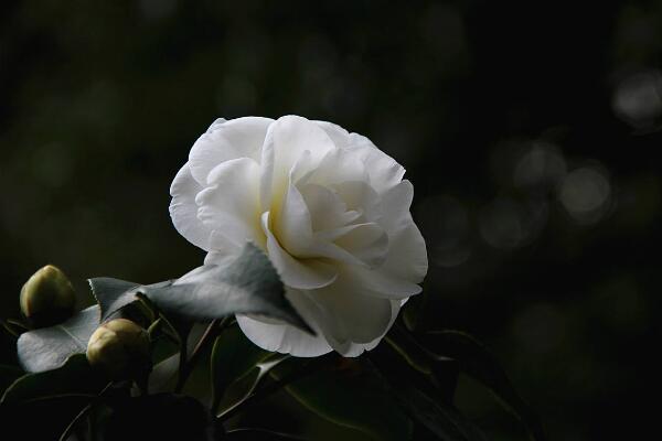 山茶花的寓意是什么，山茶花花語：理想的愛、謙讓