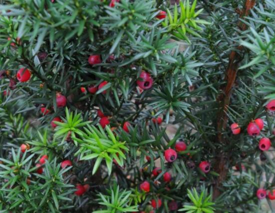 家里養紅豆杉風水好嗎，起到延年益壽、幸福健康