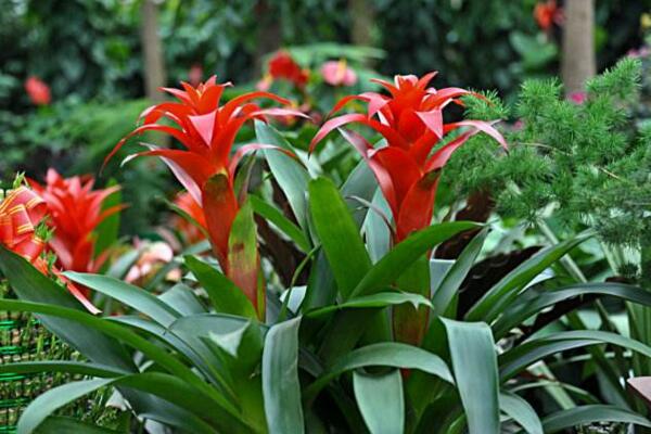 鴻運當頭開完花怎么養(yǎng)，及時進行分株