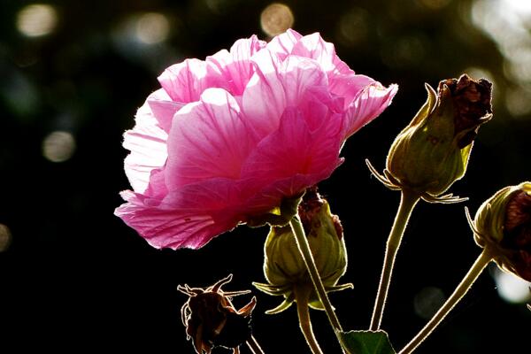 芙蓉花葉子蔫了怎么辦，找到原因立即處理