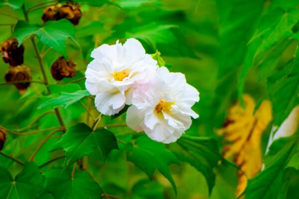 芙蓉花葉子蔫了怎么辦，找到原因立即處理