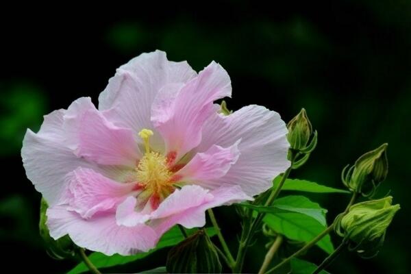 芙蓉花葉子蔫了怎么辦，找到原因立即處理