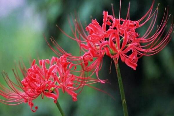 彼岸花的花語是什么，在不同國家有著不同的花語