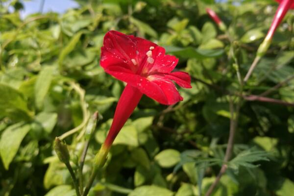 牽牛花寓意著什么意思，代表著愛情、虛幻、縹緲的戀愛