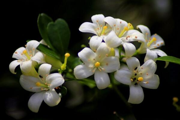 九里香花期有多長,花期一般有四個(gè)月(4-8月)