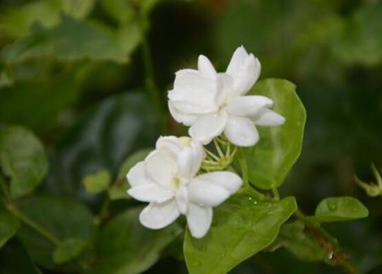 茉莉花什么時(shí)候修剪整枝最好，春秋生長期、春季前休眠期修剪最好