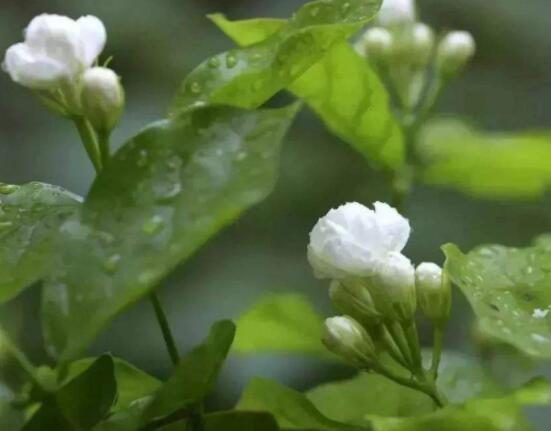 茉莉花什么時(shí)候修剪整枝最好，春秋生長期、春季前休眠期修剪最好