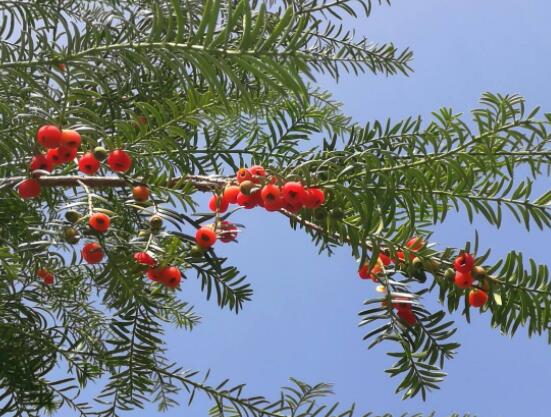 家養紅豆杉有什么好處，延年益壽、身體健康、長壽幸福