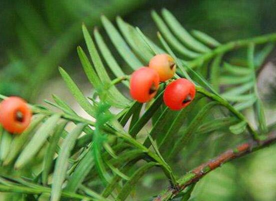 家養紅豆杉有什么好處，延年益壽、身體健康、長壽幸福