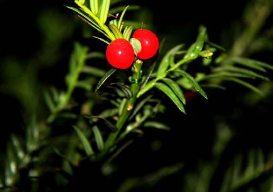 家養紅豆杉有什么好處，延年益壽、身體健康、長壽幸福