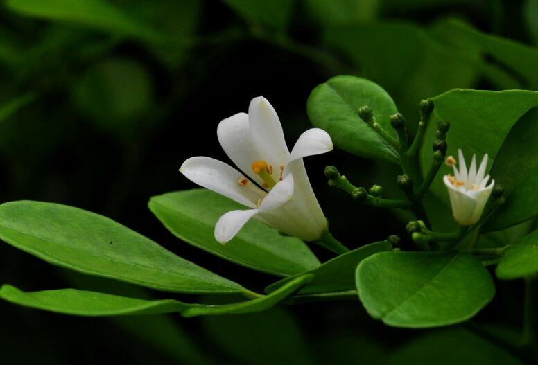 九里香不開(kāi)花怎么辦，很有可能是光照不足