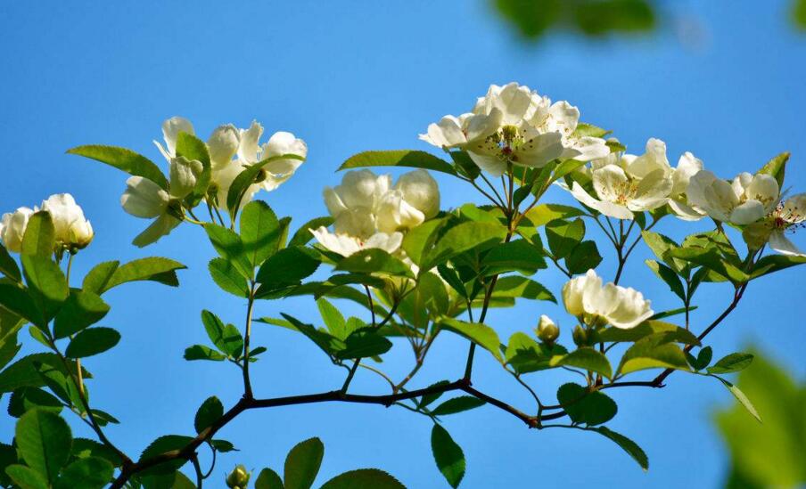 九里香不開(kāi)花怎么辦，很有可能是光照不足