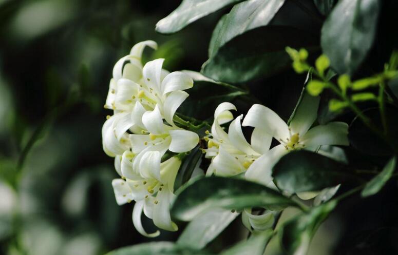 九里香不開(kāi)花怎么辦，很有可能是光照不足