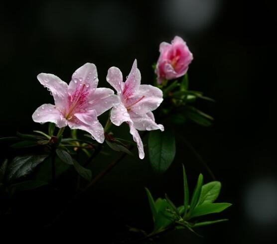 杜鵑花好養嗎，做好六大基本要點存活率百分百