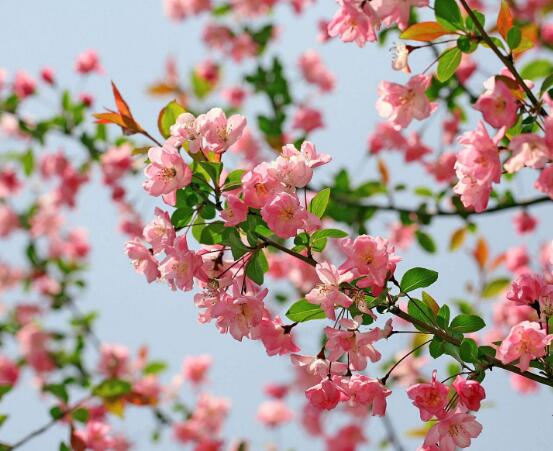 家里為什么不能養海棠花，迷信斷腸花傳說/忌干花養殖(財運不濟)