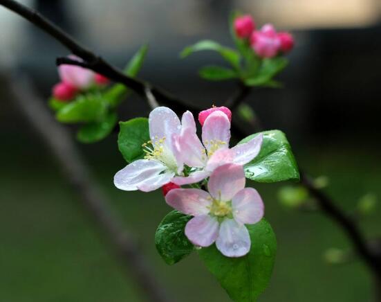 家里為什么不能養海棠花，迷信斷腸花傳說/忌干花養殖(財運不濟)