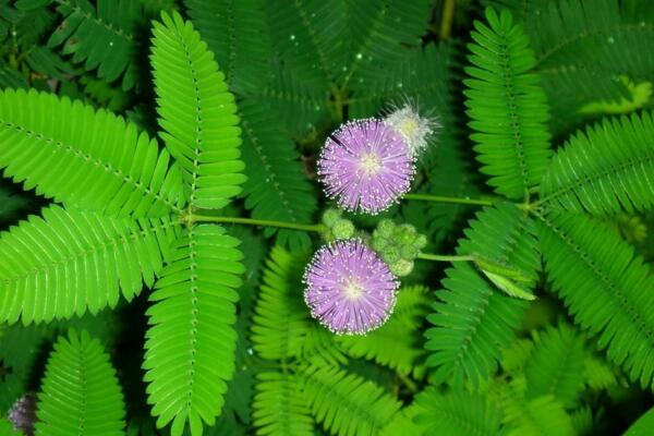 含羞草哪個(gè)部位有毒，植株內(nèi)含有毒素會導(dǎo)致脫發(fā)