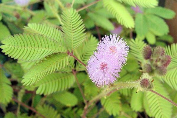 含羞草哪個(gè)部位有毒，植株內(nèi)含有毒素會導(dǎo)致脫發(fā)