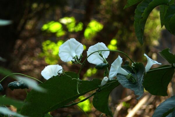 種牽牛花風(fēng)水好不好，種在家里容易招災(zāi)