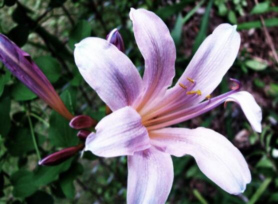 百合花插花瓶怎么養(yǎng)，教你六種基本步驟花開滿瓶