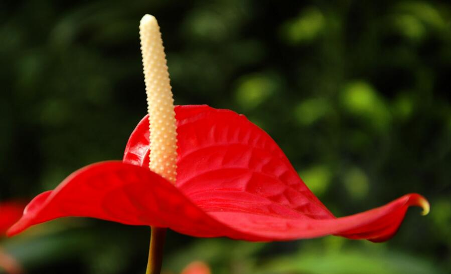 紅掌花枯萎了怎么辦，適量澆水/充足光照可以挽救