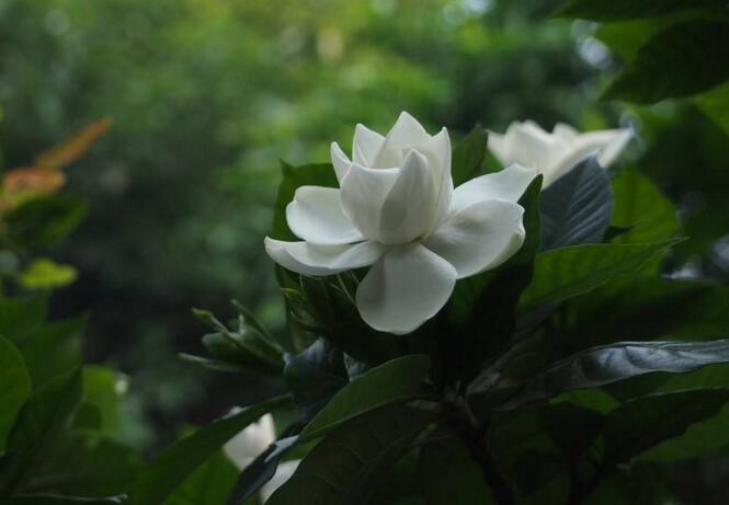 梔子花的種植方法，4種方法種植生命力旺盛