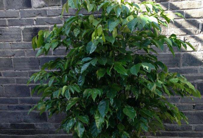 室內養平安樹的好處，旺運勢還健康