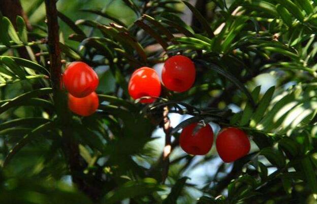 家里養紅豆杉樹好嗎，好/放在家中的這幾個方位上最好