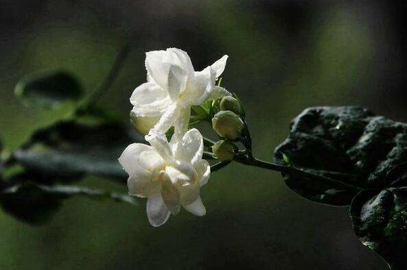 茉莉花如何一年開花幾次，一年開3次的方法