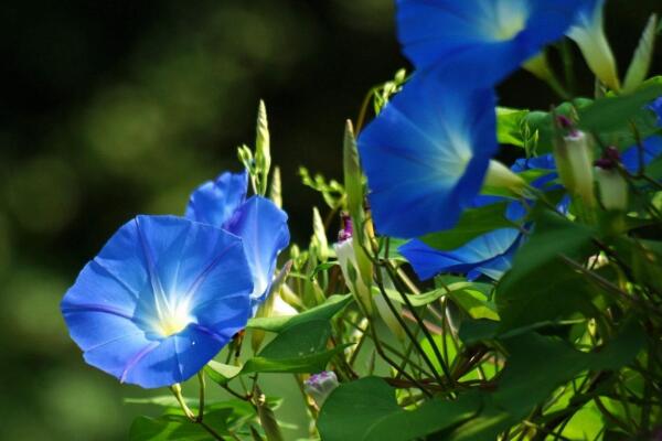 牽牛花開花時間，5~10月開花